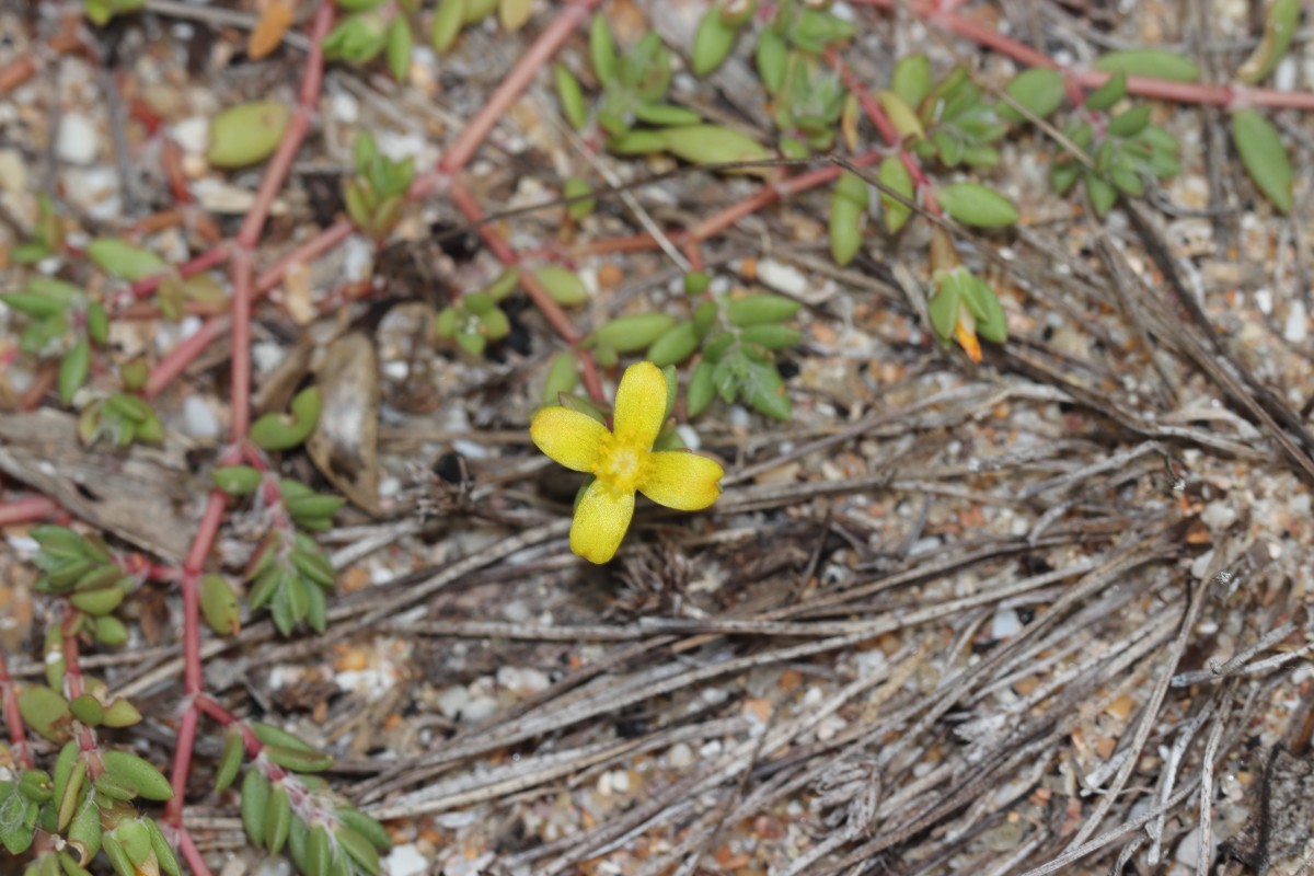 Portulaca quadrifida L.